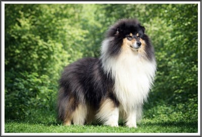 Étalon Colley à poil long - Viens on s'aime du bois des amazones