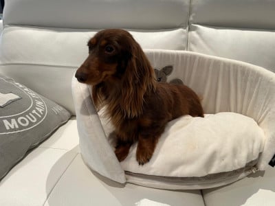 Étalon Teckel poil long - ANOUK les anges de l'amapola