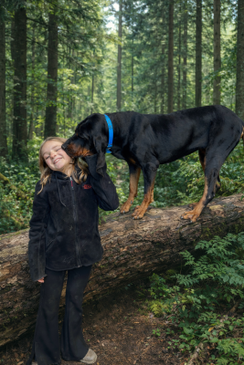 Étalon Chien noir et feu pour la chasse au raton laveur - Diamant (Miss Diamond Lil) Cooner Totegnac