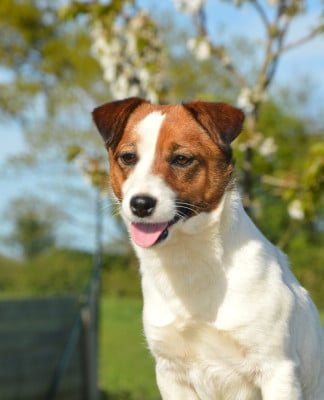 Étalon Jack Russell Terrier - Adélie Des Terriers Du Large