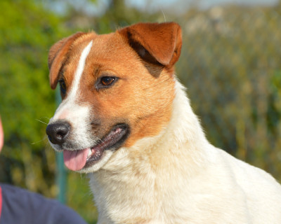 Étalon Jack Russell Terrier - Alma Des Terriers Du Large