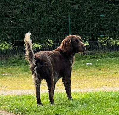 Étalon Chien d'Oysel allemand - Verone Du Val Des Houchis