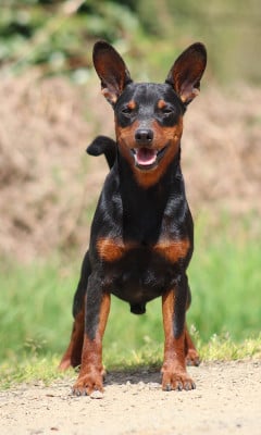 Étalon Pinscher nain - Diamond egoist Kraft-Kevin