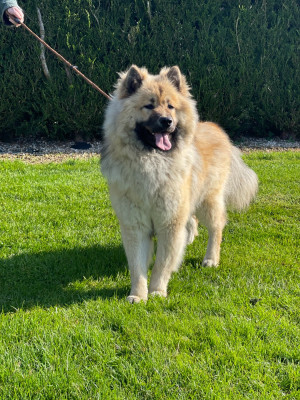 Étalon Eurasier - April Du Mistral Normand