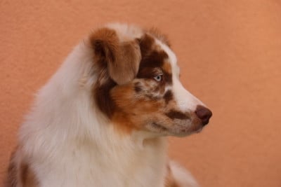 Étalon Berger Américain Miniature - Appalaches du Mas Karel