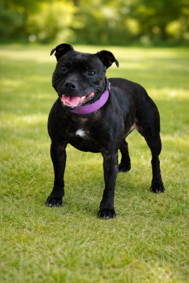 Étalon Staffordshire Bull Terrier - The black queen revenge Du Corsaire Des Abers