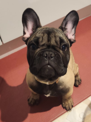 Étalon Bouledogue français - Anthurium Pourpre du Chevalier Gascon