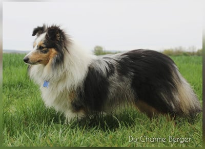 Étalon Shetland Sheepdog - Au bout du rêve avec capri Du Charme Berger