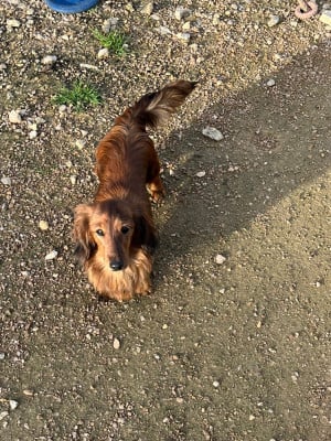 Étalon Teckel poil long - Ayka Des Amours De Poseidon