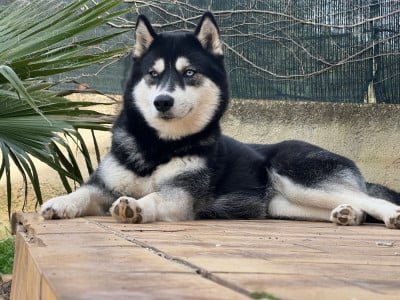 Étalon Siberian Husky - Vitani De La Tendre Puissance