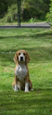 Étalon Beagle - AUDILE de la vallée Caid
