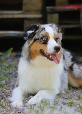 Étalon Berger Américain Miniature - Vénérée HINA Des Tres'or De La Lyre