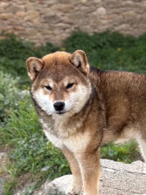 Étalon Shiba - Aki Shuurin de la Nouvelle Aube