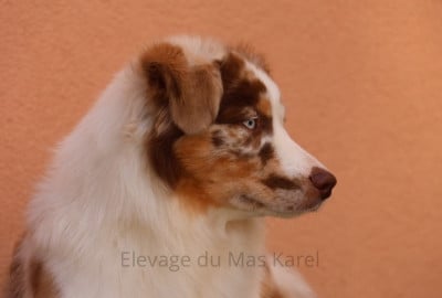 Étalon Berger Américain Miniature - Appalaches du Mas Karel