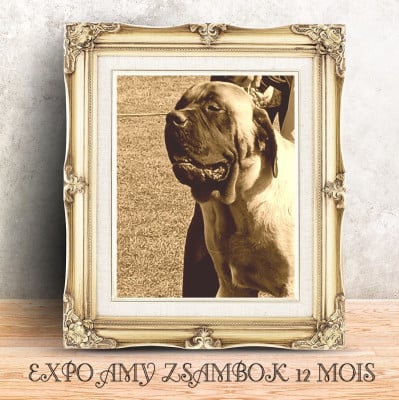 Étalon Mastiff - Zsambok denfer korosdombi
