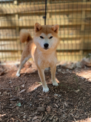 Étalon Shiba - Ayumi du Bois de Compiègne