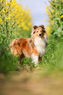 Étalon Shetland Sheepdog - "Astrid" A star is born ko-to-ra