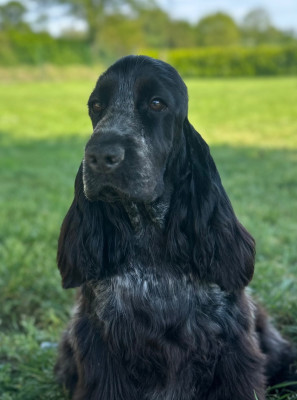 Étalon Cocker Spaniel Anglais - Aqua Blue of loving Star