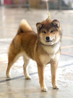 Étalon Shiba - Ajike Shoppai de la Nouvelle Aube