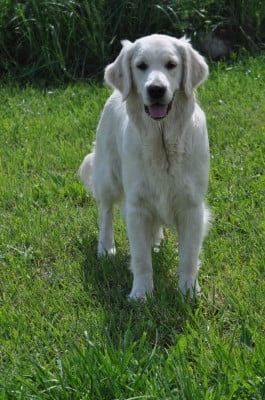 Étalon Golden Retriever - After night Du Domaine Du Goldheur