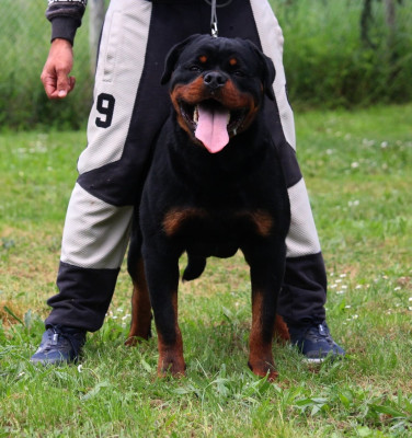 Étalon Rottweiler - Armani Lectro Squad