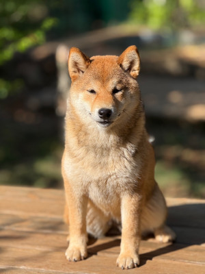 Étalon Shiba - Aikina Des Renards Du Castrum