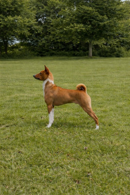 Étalon Basenji - Varape du Domaine d Emavina varape du domaine d emavina schmitt emeline