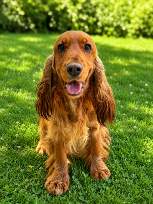 Étalon Cocker Spaniel Anglais - Velcro de la P'tite Mosellane