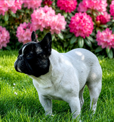 Étalon Bouledogue français - dreamlegacy Queensland