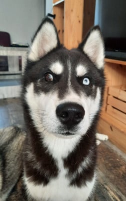 Étalon Siberian Husky - Liubov's Astre noir