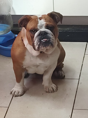 Étalon Bulldog Anglais - Always rosita espinosa des terres flamandes