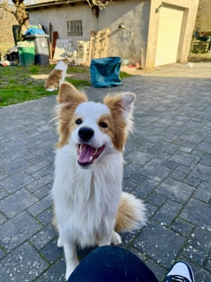Étalon Border Collie - A Great King From Buddy's Kingdom