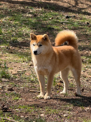 Étalon Shiba - Ayumi du Bois de Compiègne