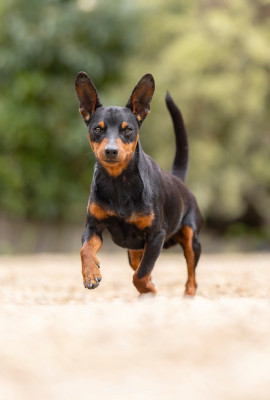 Étalon Pinscher nain - Diamond egoist Kraft-Kevin