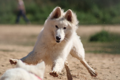 Étalon Berger Blanc Suisse - My star polaris od bijelih anđela