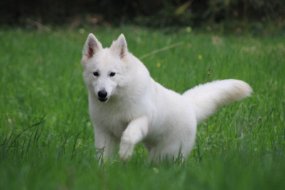 Étalon Berger Blanc Suisse - Antares of linde's white wolves