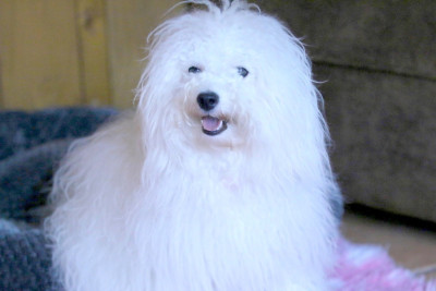 Étalon Bichon Frise - Armonie de la Felhotte