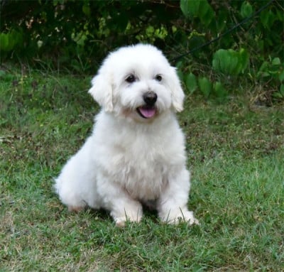 Étalon Coton de Tulear - Venus de dame nature
