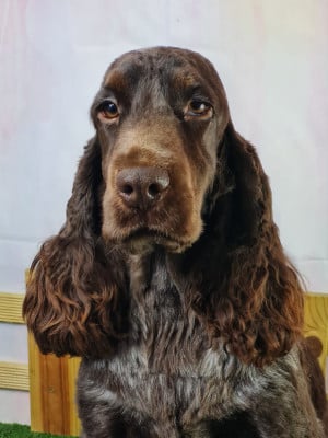 Étalon Cocker Spaniel Anglais - VVOODSTOK du mont de la chenaie