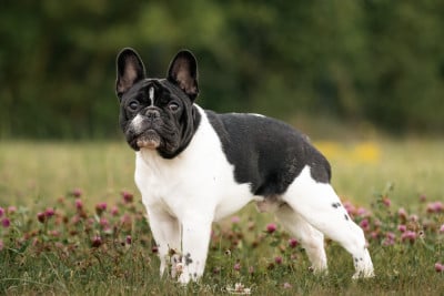 Étalon Bouledogue français - ARDALION IMPERIUS Du Bel Atour