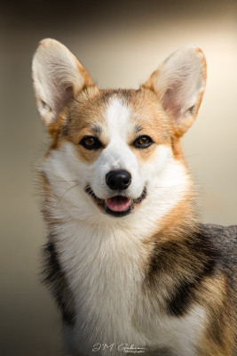 Étalon Welsh Corgi Pembroke - Amy Born to my star Teatime De L'arche De Chambord