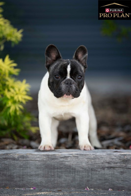 Étalon Bouledogue français - dreamlegacy Queensland