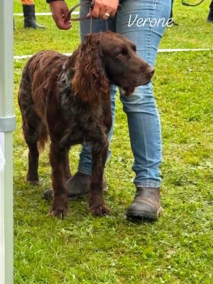 Étalon Chien d'Oysel allemand - Verone Du Val Des Houchis