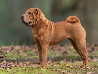 Étalon Shar Pei - Vanity fair Lady des Ming Way