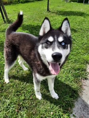 Étalon Siberian Husky - Liubov's Astre noir