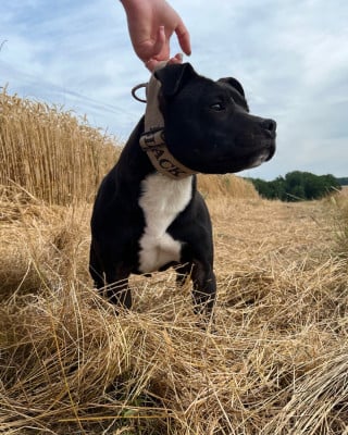 Étalon Staffordshire Bull Terrier - Land Of Black Pearls Arcadia