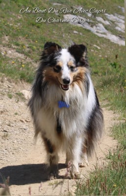 Étalon Shetland Sheepdog - Au bout du rêve avec capri Du Charme Berger