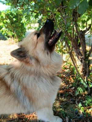 Étalon Eurasier - Akirèle lhamo Shakia de nibele