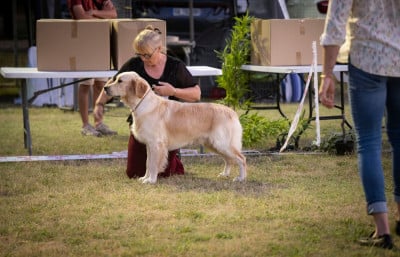 Étalon Golden Retriever - Amazing Number Two Koda Des Puppys Goldens Love
