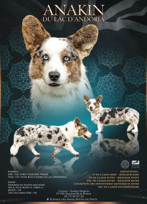 Étalon Welsh Corgi Cardigan - Anakin du lac d'andoria
